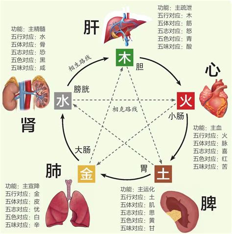 五行 胃|中医给五脏划分了五行属性，十分精准，古人是如何做。